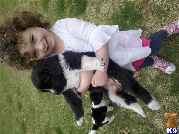 Lucys Little Ones - Newfoundlands Landseer